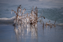 Bevroren boompje-Frozen tree-Gefrorener Baum-IJsland-Iceland-Island