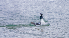 IJslandse brilduiker-Barrow's goldeneye-Spatelente -Bucephala islandica-IJsland-Iceland-Island