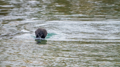 IJslandse brilduiker-Barrow's goldeneye-Spatelente -Bucephala islandica-IJsland-Iceland-Island