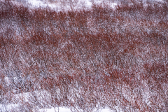 Dwergberkjes-Dwarf birches-Zwergbirken -Island-Iceland-Island