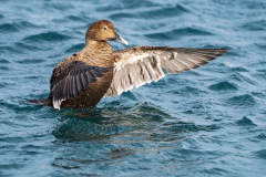 Eider-Common eider-Eiderente-Somateria mollissima-Husavik-IJsland-Iceland-Island