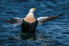 Eider-Common eider-Eiderente-Somateria mollissima-Husavik-IJsland-Iceland-Island