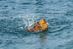 Eider-Common eider-Eiderente-Somateria mollissima-Husavik-IJsland-Iceland-Island