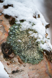Gewoon schildmos-Hammered shield lichen-Sulcatflechte-Parmelia sulcata-IJsland-Iceland-Island