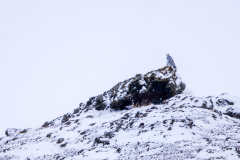 Giervalk-Gyrfalcon-Gerfalke-Falco rusticolus-IJsland-Iceland-Island