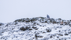 Giervalk-Gyrfalcon-Gerfalke-Falco rusticolusIJsland-Iceland-Island