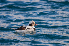 IJseend- Long-tailed duck- Eisente-Clangula hyemalis-IJsland-Iceland-Island