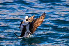 IJseend- Long-tailed duck- Eisente-Clangula hyemalis -Husavik-IJsland-Iceland-Island