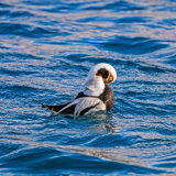 IJseend- Long-tailed duck- Eisente-Clangula hyemalis -Husavik-IJsland-Iceland-Island