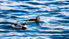 IJseend- Long-tailed duck- Eisente-Clangula hyemalis -Husavik-IJsland-Iceland-Island