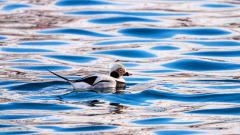 IJseend- Long-tailed duck- Eisente-Clangula hyemalis -Husavik-IJsland-Iceland-Island