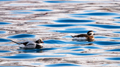 IJseend- Long-tailed duck- Eisente-Clangula hyemalis -Husavik-IJsland-Iceland-Island