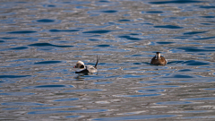 IJseend- Long-tailed duck- Eisente-Clangula hyemalis 2