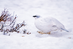 IJslands alpensneeuwhoen-Ptarmigan-Alpenschneehuhn-Lagopus muta islandorum-IJsland-Iceland-Island