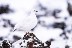 IJslands alpensneeuwhoen-Ptarmigan-Alpenschneehuhn-Lagopus muta islandorum-IJsland-Iceland-Island