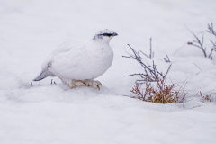 IJslands alpensneeuwhoen-Ptarmigan-Alpenschneehuhn-Lagopus muta islandorum-IJsland-Iceland-Island