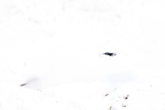 IJslands alpensneeuwhoen-Ptarmigan-Alpenschneehuhn-Lagopus muta islandorum-IJsland-Iceland-Island