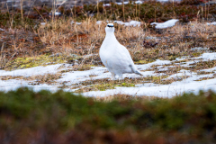 IJslands alpensneeuwhoen-Ptarmigan-Alpenschneehuhn-Lagopus muta islandorum-IJsland-Iceland-Island