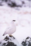 IJslands alpensneeuwhoen-Ptarmigan-Alpenschneehuhn-Lagopus muta islandorum-IJsland-Iceland-Island