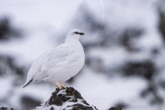 IJslands alpensneeuwhoen-Ptarmigan-Alpenschneehuhn-Lagopus muta islandorum-IJsland-Iceland-Island
