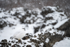IJslands alpensneeuwhoen-Ptarmigan-Alpenschneehuhn-Lagopus muta islandorum-IJsland-Iceland-Island