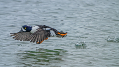 IJslandse brilduiker-Barrow's goldeneye-Spatelente -Bucephala islandica-IJsland-Iceland-Island