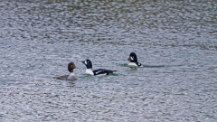 IJslandse brilduiker-Barrow's goldeneye-Spatelente -Bucephala islandica-IJsland-Iceland-Island