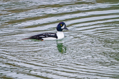 IJslandse brilduiker-Barrow's goldeneye-Spatelente -Bucephala islandica-IJsland-Iceland-Island