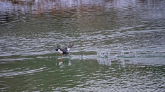 IJslandse brilduiker-Barrow's goldeneye-Spatelente -Bucephala islandica-IJsland-Iceland-Island