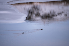 IJslandse brilduiker-Barrow's goldeneye-Spatelente -Bucephala islandica-IJsland-Iceland-Island