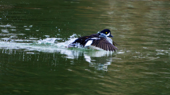 IJslandse brilduiker-Barrow's goldeneye-Spatelente -Bucephala islandica-IJsland-Iceland-Island