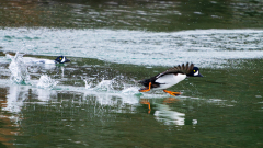 IJslandse brilduiker-Barrow's goldeneye-Spatelente -Bucephala islandica-IJsland-Iceland-Island