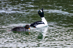 IJslandse brilduiker-Barrow's goldeneye-Spatelente -Bucephala islandica-IJsland-Iceland-Island