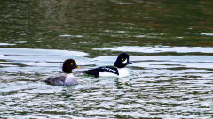 IJslandse brilduiker-Barrow's goldeneye-Spatelente -Bucephala islandica-IJsland-Iceland-Island