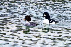 IJslandse brilduiker-Barrow's goldeneye-Spatelente -Bucephala islandica-IJsland-Iceland-Island