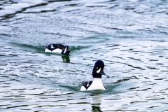 IJslandse brilduiker-Barrow's goldeneye-Spatelente -Bucephala islandica-IJsland-Iceland-Island