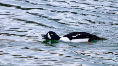 IJslandse brilduiker-Barrow's goldeneye-Spatelente -Bucephala islandica-IJsland-Iceland-Island