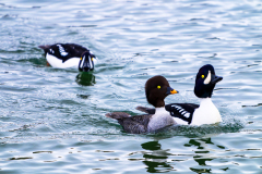 IJslandse brilduiker-Barrow's goldeneye-Spatelente -Bucephala islandica-IJsland-Iceland-Island
