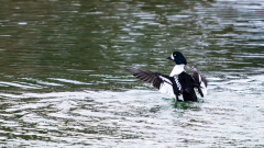 IJslandse brilduiker-Barrow's goldeneye-Spatelente -Bucephala islandica-IJsland-Iceland-Island