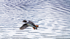 IJslandse brilduiker-Barrow's goldeneye-Spatelente -Bucephala islandica-IJsland-Iceland-Island