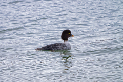 IJslandse brilduiker-Barrow's goldeneye-Spatelente -Bucephala islandica-IJsland-Iceland-Island