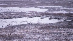 IJslands alpensneeuwhoen-Ptarmigan-Alpenschneehuhn-Lagopus muta islandorum-IJsland-Iceland-Island