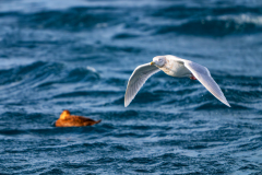 Kleine burgemeester- Iceland gull-Polarmöwe-Larus glaucoides-IJsland-Iceland-Island