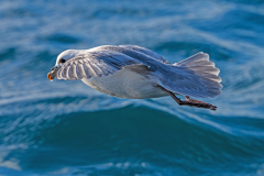 Noordse stormvogel-Northern fulmar-Eissturmvogel-Fulmarus glacialis-Husavik-IJsland-Iceland-Island