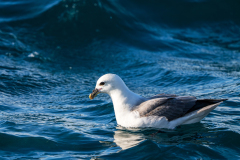Noordse stormvogel-Northern fulmar-Eissturmvogel-Fulmarus glacialis-Husavik-IJsland-Iceland-Island