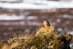 Smelleken-Merlin-Merlin-Falco columbarius-IJsland-Iceland-Island