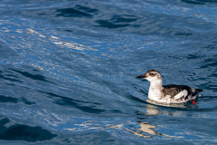 Zwarte zeekoet-Black guillemot-Gryllteiste-Cepphus grylle-Husavik-IJsland-Iceland-Island