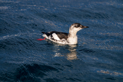 Zwarte zeekoet-Black guillemot-Gryllteiste-Cepphus grylle-Husavik-IJsland-Iceland-Island