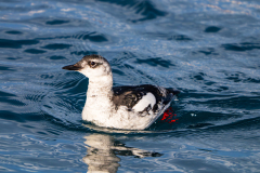 Zwarte zeekoet-Black guillemot-Gryllteiste-Cepphus grylle-Husavik-IJsland-Iceland-Island