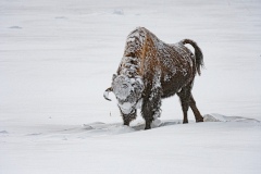 Bizon-Bison-Bisons-Bison-bison-Yellowstone USA